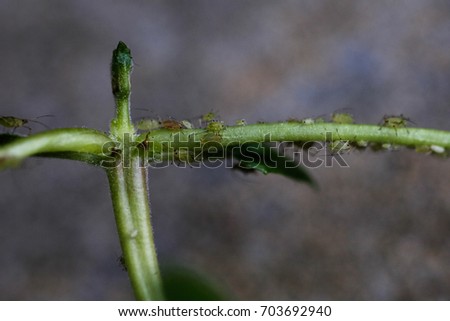 Lice on a fuchsia plant.