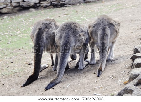 Kangaroos tails