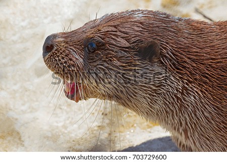 River otter Close-up