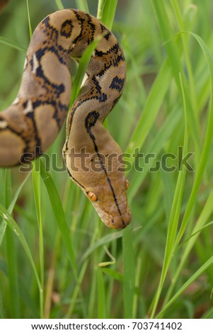 Boa Snake in the grass, Boa constrictor snake on tree branch.