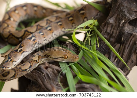 Reticulated python, Boa constrictor snake on tree branch.