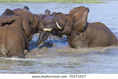Two elephants wrestling in the water