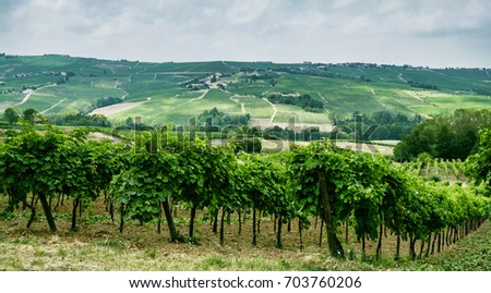 Rural landscape at summertime along the road from Vicobarone  (Piacenza, Emilia Romagna, Italy) to Santa Maria della Versa (Pavia, Lombardy), in the Tidone valley. Vineyards.