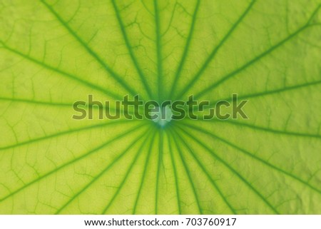 selective focus of lotus leaf texture