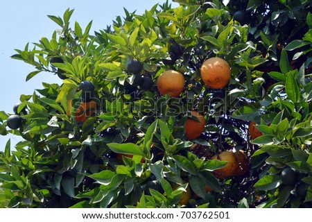 Colourful picture of an orange tree with some riping fruits for your decor and design.