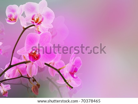 creative floral picture - pink orchid, background for your text