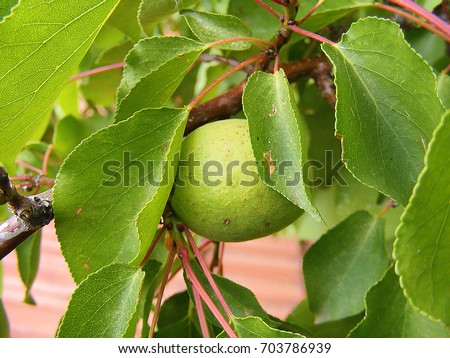 Unripe apricot, raw apricot, very sour raw apricot pictures, a handful of apricots,