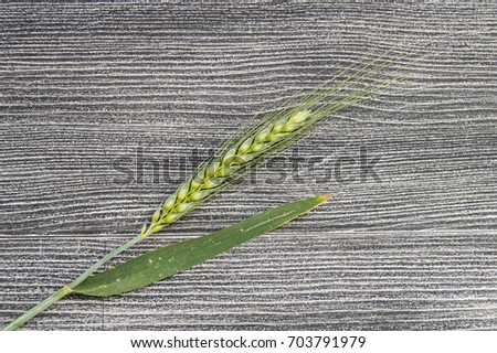 Wheat spike with white background, wheat spike plant, sample wheat spike
Top quality green wheat spike pictures for sample work and project designs
