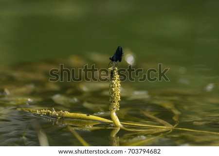 Dragonfly on a branch above the water