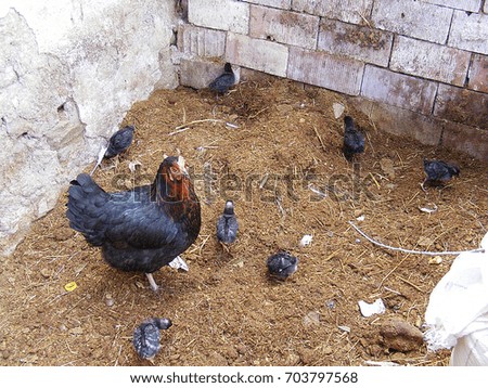 Tiny chicken pups are fed out of the poultry,
