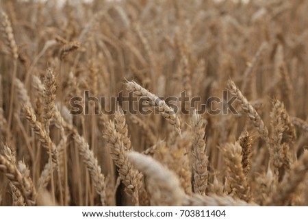 Wheat field
