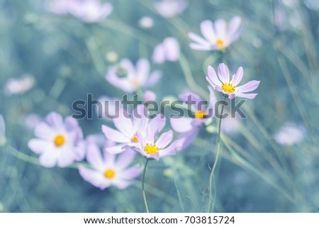 Gently lilac flowers cosmos on a turquoise background in the garden