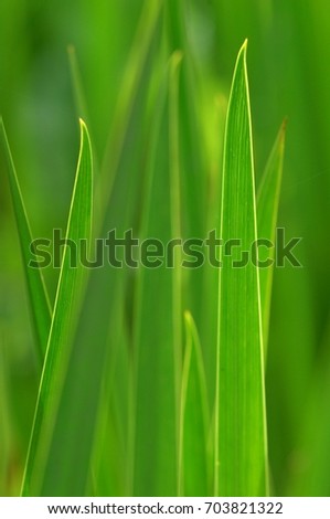 Fresh Green Grass macro shot