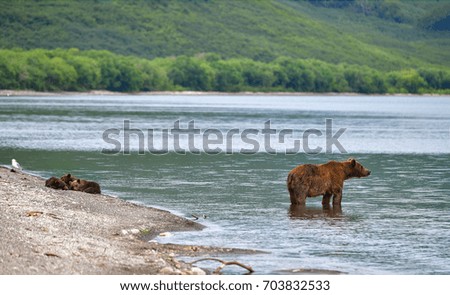 Kamchatka brown bear (Ursus arctos beringianus) catches fish on the Kuril Lake (Kamchatka Peninsula, Russia). 