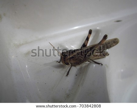 Beautiful locust 