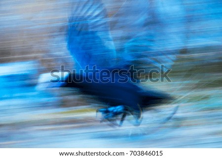 Flying bird. Motion blur nature background.