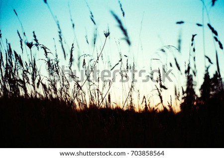 Silhouette Grass rice and sky background, Selective focus, Lomography effect