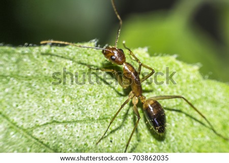 Ants are hanging on green leaves.Insects in formicidae Hymenoptera, The caste is divided into the function of the ants. Serves food Build and repair the nest, Can produce ant acids or formic acid. Royalty-Free Stock Photo #703862035