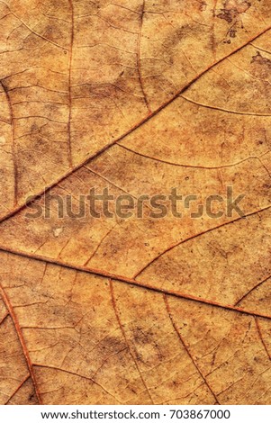 Autumn Dry Maple Leaves Backdrop Grunge Texture