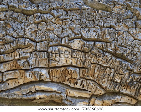 A close up photo of the texture of a tree trunk in a warm climate.