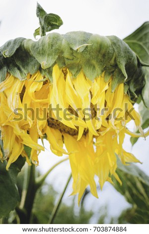 A flower of a sunflower. Closeup, selective focus. Vertical photography.