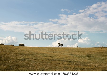 Horse running free through the green valley