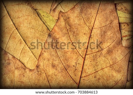 Autumn Dry Maple Leaves Backdrop Vignetted Grunge Texture