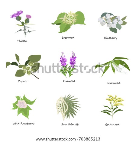 Set of drawing wild flowers, herbs and leaves, painted field plants, botanical illustration in flat style, colored floral collection, hand drawn vector image eps10