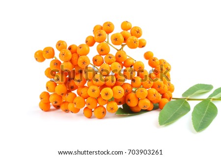Rowan with green leaf isolated on white background