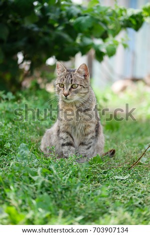 mongrel cat sitting on grass and watching for target