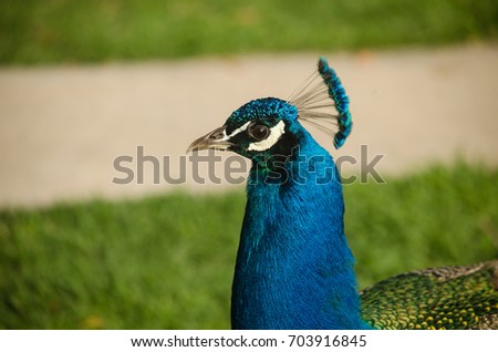 A peacock walks in the park, portrait in profile