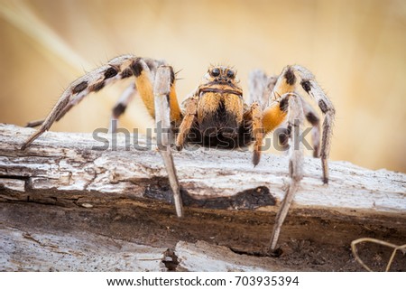 front view of Spider with big eyes lycosa tarantula
