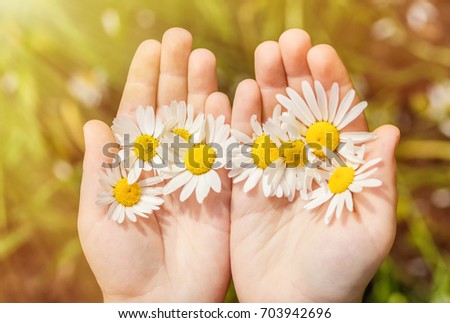 Chamomile flowers in children's hands Royalty-Free Stock Photo #703942696