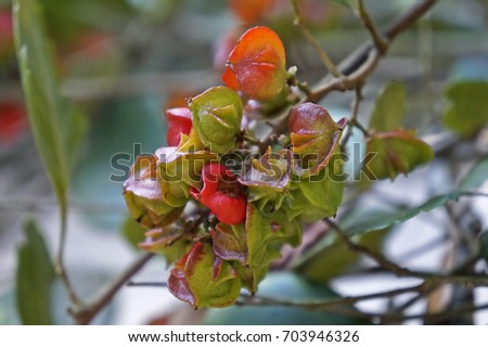 Red wild berries on tropical forest    