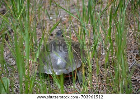 painted turtle trying to hide in the brush 