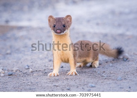 Weasel Royalty-Free Stock Photo #703975441