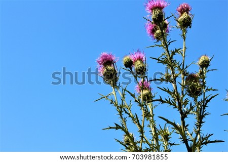 The Thistle National Flower Of Scotland