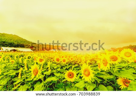 Sunflowers field  blooming  in the garden at sunny summer or spring day in Yamanashi Prefecture, Japan .