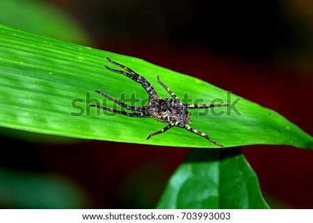 Spider on leaf