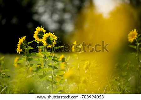 Isolated Sunflower in a field