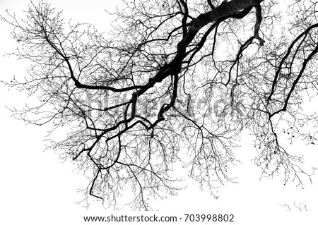 Leafless tree on white background