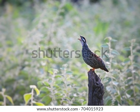 Chinese Francolin, a ground bird, perching and calling on death tree in the morning of sunny day in Huai Kha Khaeng Wildlife sanctuary, Thailand. Wild animal in natural habitat, happy freedom concept.