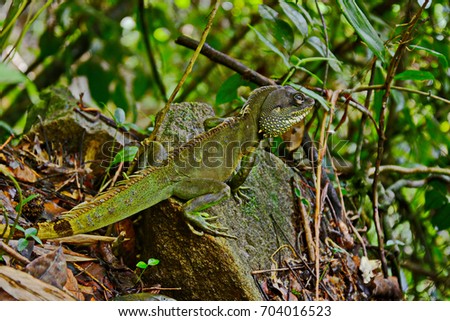 A green iguana standing .This arboreal lizard is also known as common iguana.