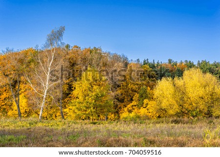 Scenic landscape of autumn, forest with yellow trees and blue sky, panoramic vista