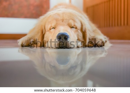 Sleeping Dog (Golden Retriever) Royalty-Free Stock Photo #704059648