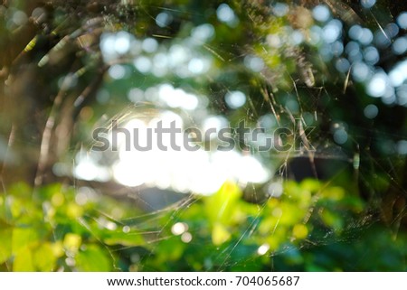 the light goes through blurred cobweb in nature at sunset and light bokeh background