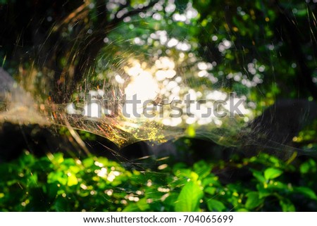 the light goes through cobweb in nature at sunset and light bokeh background