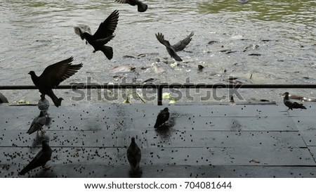 pigeon and fish