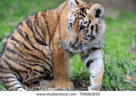 Close cute siberian tiger cub