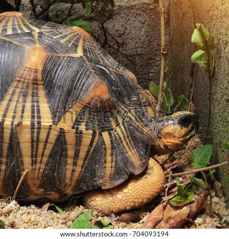 Portrait of radiated tortoise,The radiated tortoise ,Slow life ,Cute animal pictures make you smile ,Radiated tortoise sunbathe on ground with his protective shell